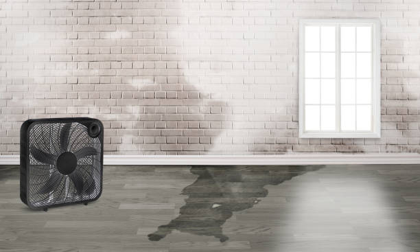 Best Water damage contractors near me  in Charleston, SC